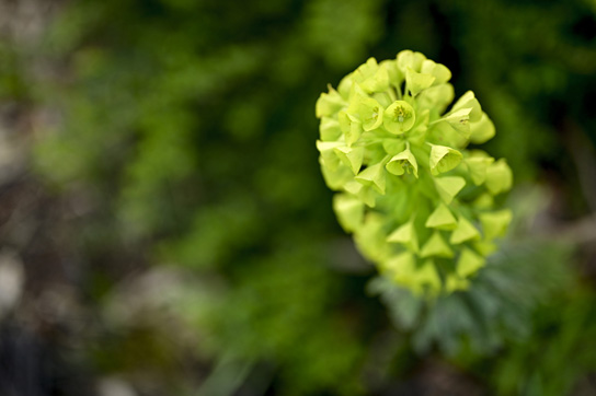 둥근 녹색 꽃머리는 빽빽하게 쌓여 있는 꽃잎이나 포엽이 공 모양을 이루고 있다.