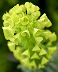Imagem aproximada de um cacho de flores de viburnum verde com pequenas florzinhas bem compactadas.